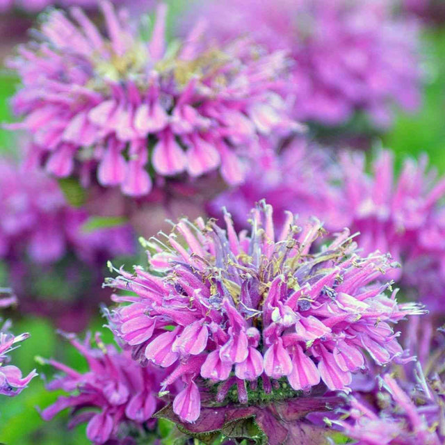 Wild bergamot bee balm representing the Pollinator Seeds collection