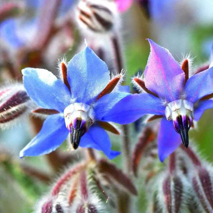 Borage Blue featured in the Specialty Green Seeds for Gardens collection.