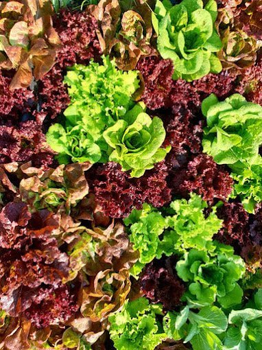 Bulbs & Plants - Alliance of Native Seedkeepers