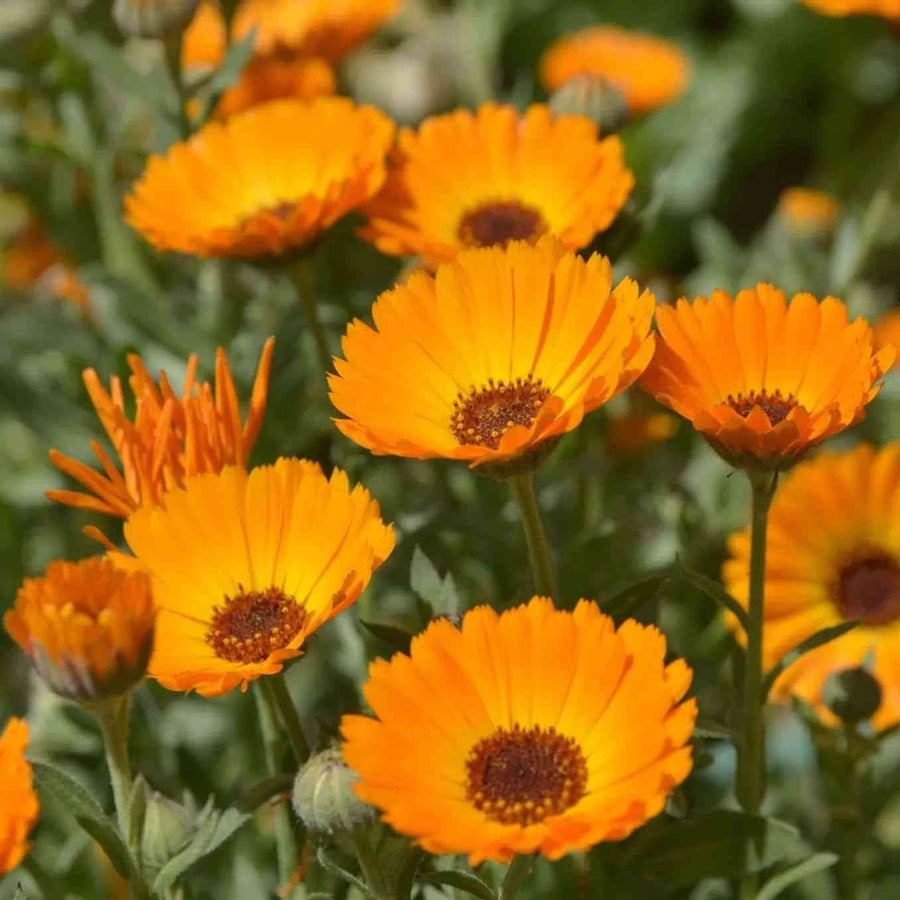 Pacific Beauty Mix 3 Flowers Calendula featured in the Calendula Seeds for Traditional Gardens collection.