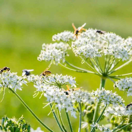 Caraway representing the Caraway Seeds for Culinary and Herbal Gardens collection.
