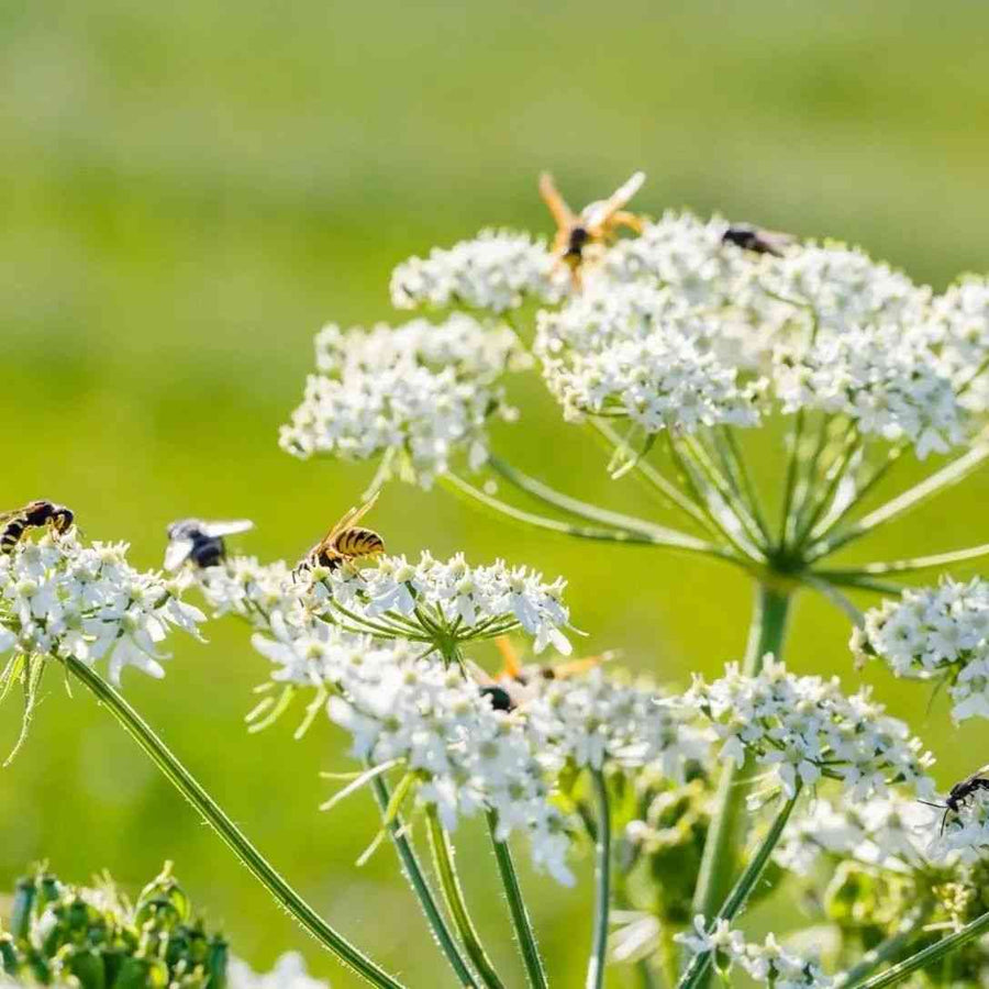 Caraway representing the Caraway Seeds for Culinary and Herbal Gardens collection.