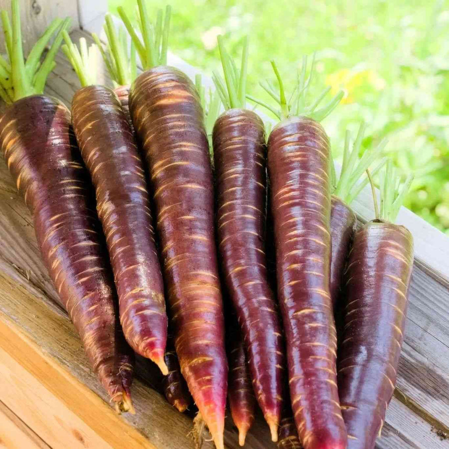 Dragon Carrot featured in the Long Carrot Seeds collection.