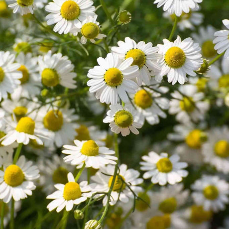 German 4 Herbs Chamomile featured in the Chamomile Seeds for Tea and Herbal Gardens collection.