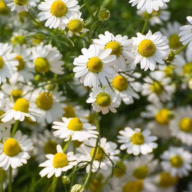 German 4 Herbs Chamomile featured in the Chamomile Seeds for Tea and Herbal Gardens collection.