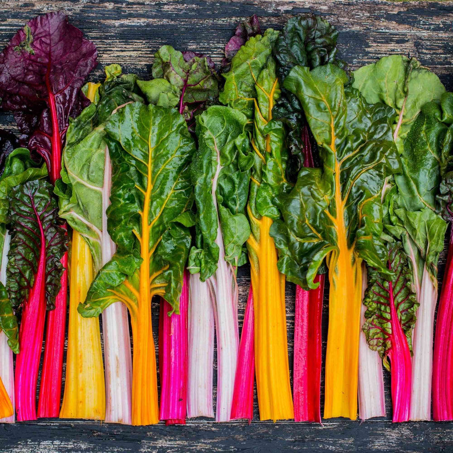 Swiss Five Color Silverbeet Chard featured in the Chard Seeds collection.