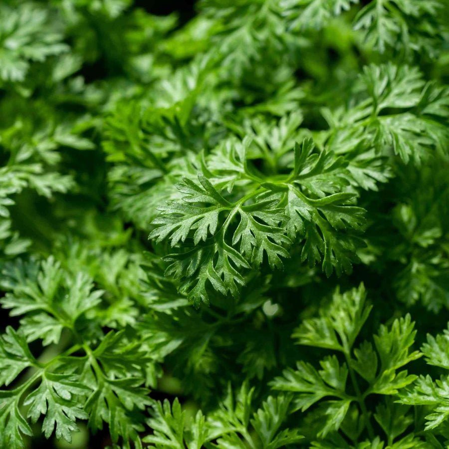 Curled Chervil featured in the Chervil Seeds for Culinary Herb Gardens collection.
