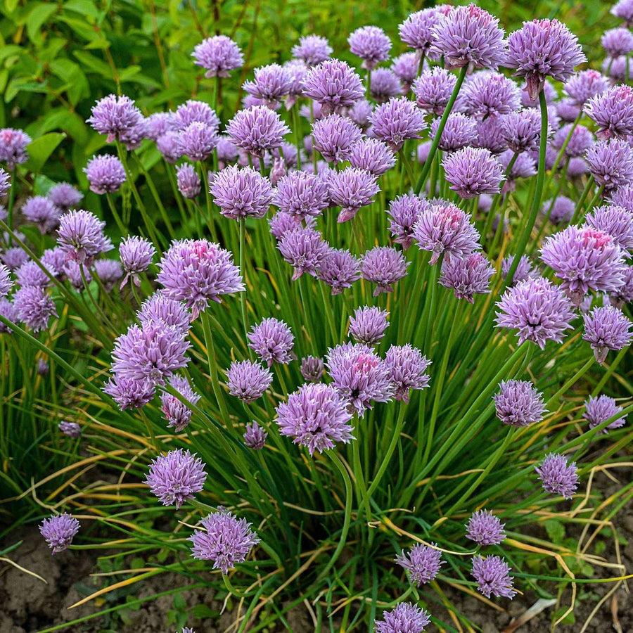 Allium Schoenoprasum Chives Chive featured in the Chive Seeds for Culinary Gardens collection.