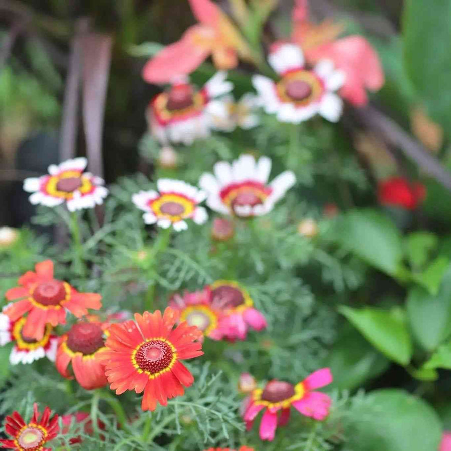 Painted Daisy Chrysanthemum featured in the Chrysanthemum Flower Seeds collection.