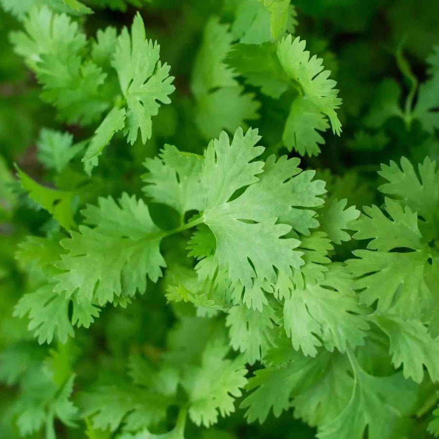 Slow Bolting Cilantro featured in the Herb Seeds for Gardens and Kitchens collection.