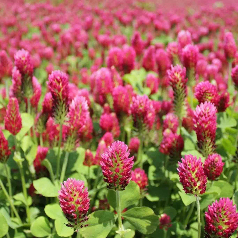 Crimson clover blooming as a cover crop