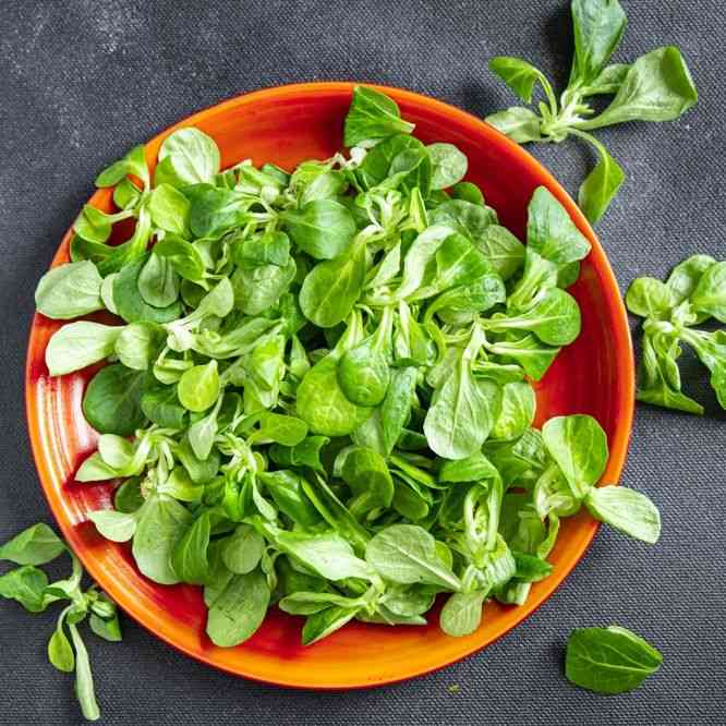 Salad Mache Dutch Broad Leaved Corn featured in the Corn Salad (Mache) Seeds collection.