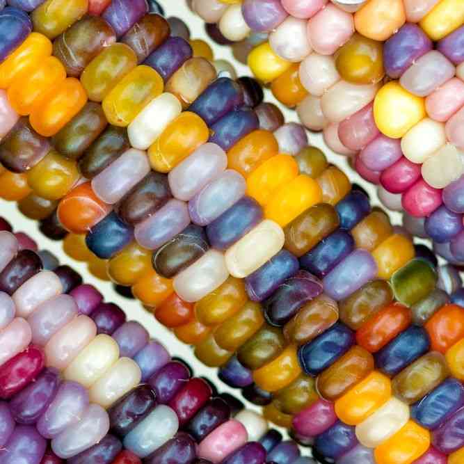 Flint Glass Gem Corn featured in the Corn Seeds for Gardens and Fields collection.