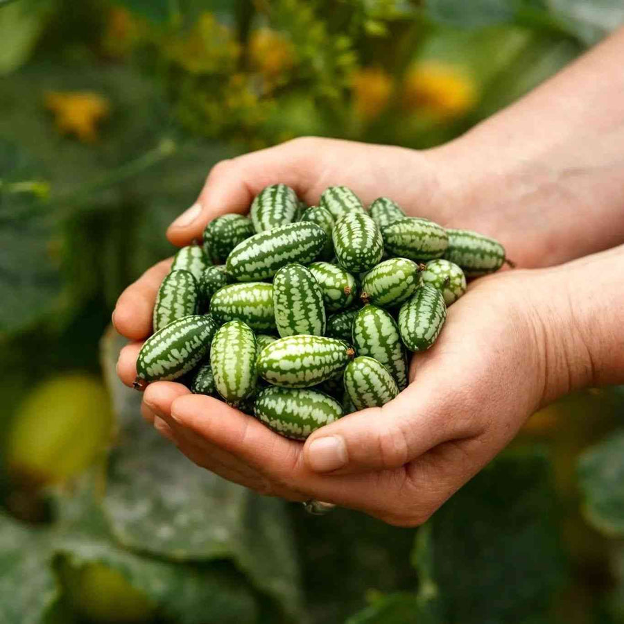 Mexican Sour Gherkin Cucamelon featured in the Cucamelon Seeds collection.