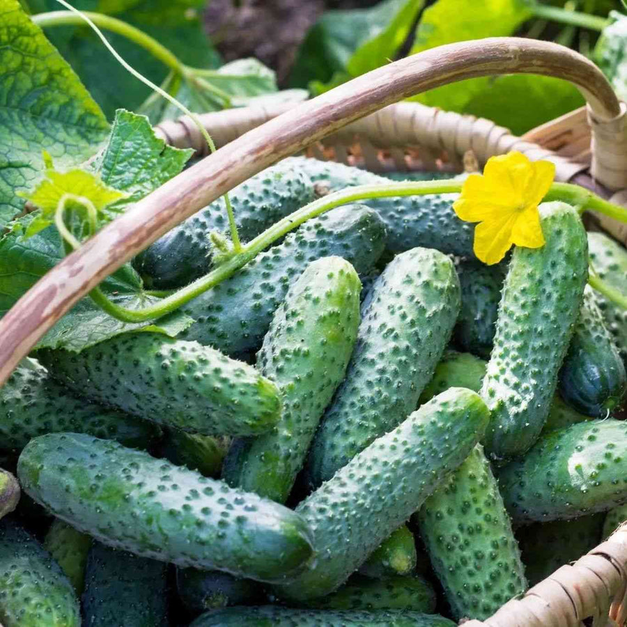 Vining Boston Pickling Cucumber featured in the Cucumber Seeds collection.