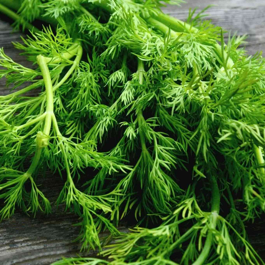 Mammoth Long Island Dill featured in the Dill Seeds for Culinary and Seed Saving collection.