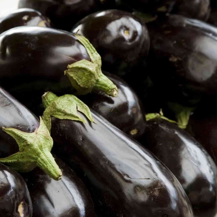 Black Beauty Eggplant featured in the Eggplant Seeds collection.