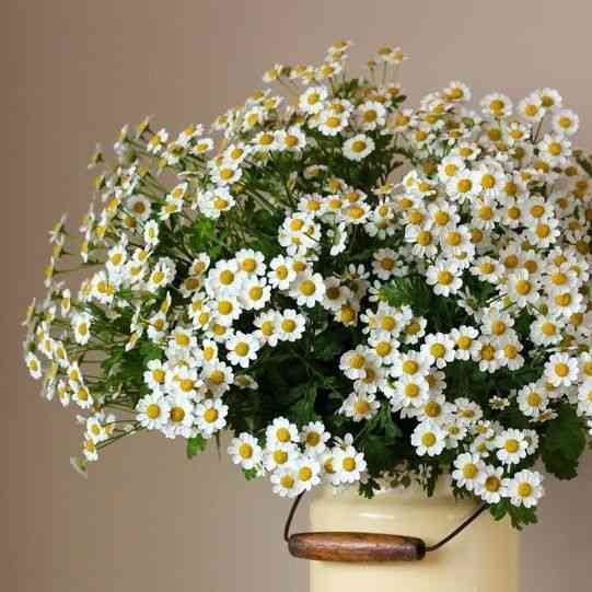 Feverfew representing the Feverfew Seeds for Medicinal Gardens collection.