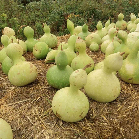 Birdhouse Gourd featured in the Gourd Seeds collection.