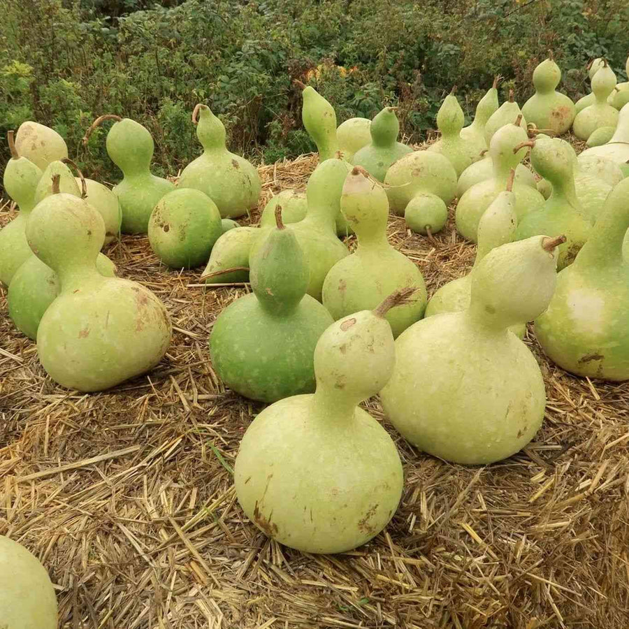Birdhouse Gourd featured in the Gourd Seeds collection.