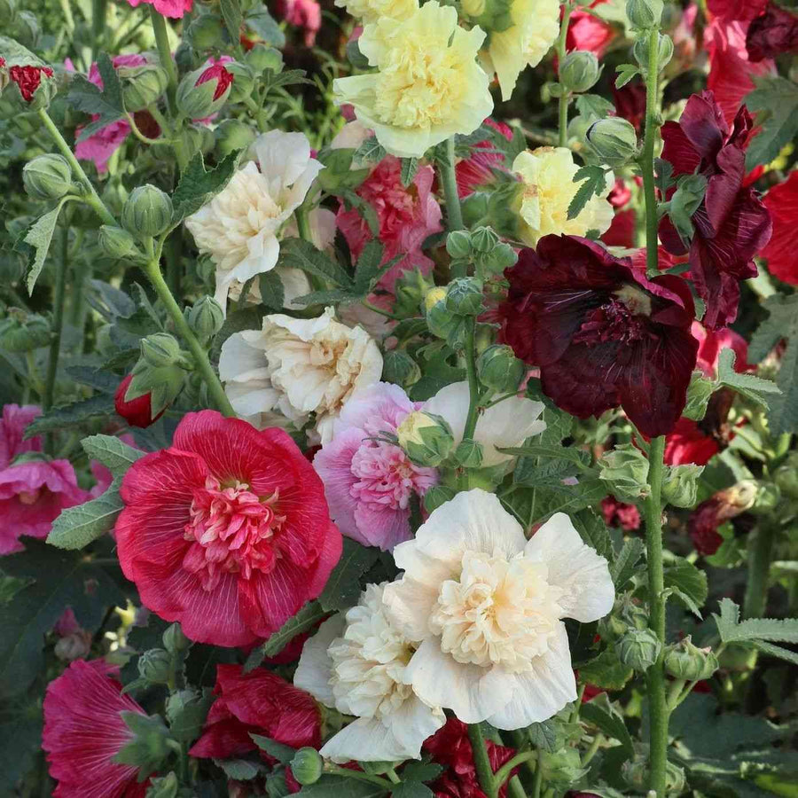 Chaters Double Mixed Hollyhock featured in the Hollyhock Seeds collection.