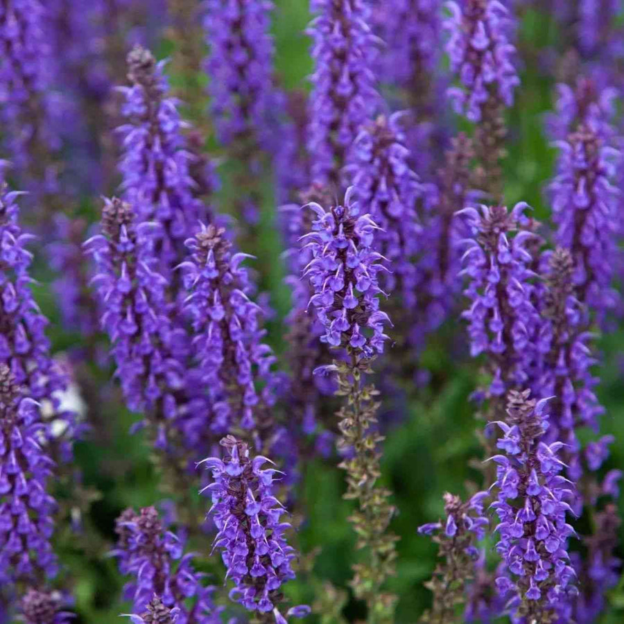 Blue Hyssop featured in the Hyssop Seeds for Pollinator and Medicinal Gardens collection.