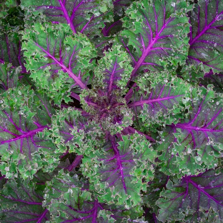 Red Russian Kale featured in the Kale Seeds collection.