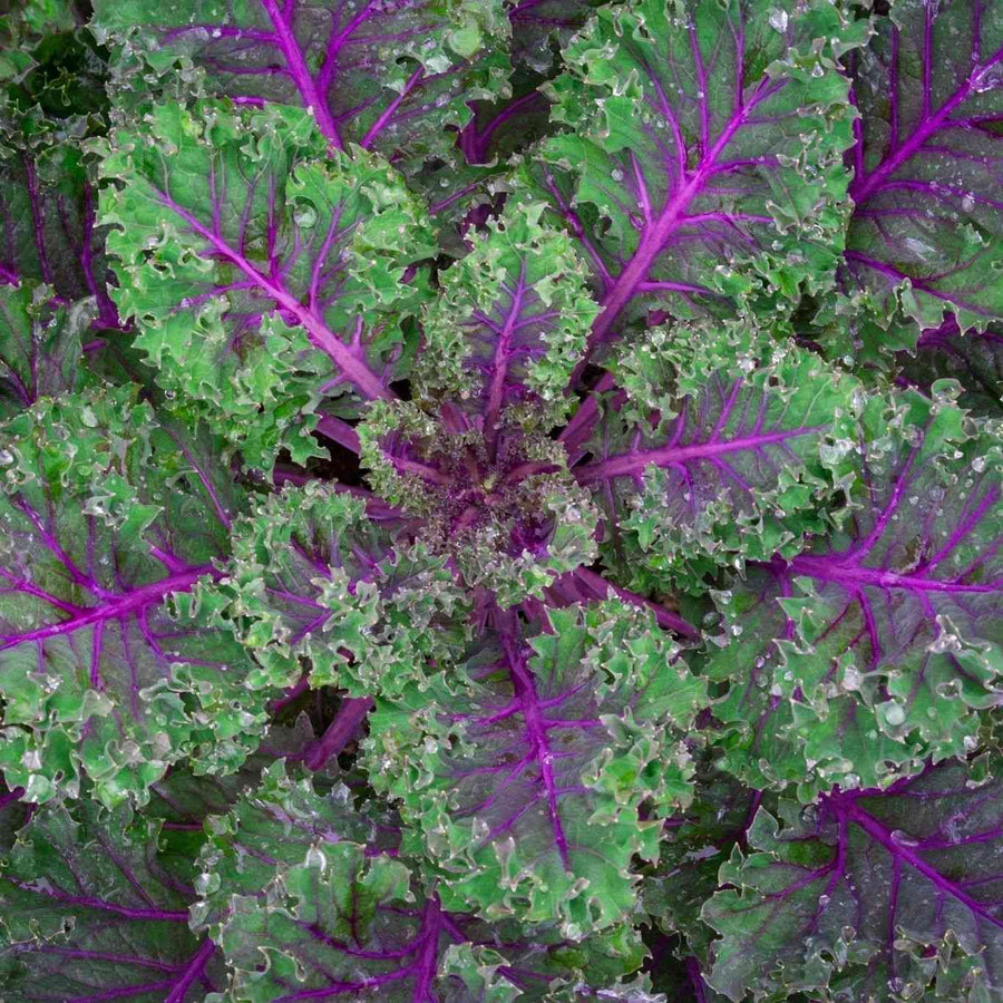 Red Russian Kale featured in the Kale Seeds collection.