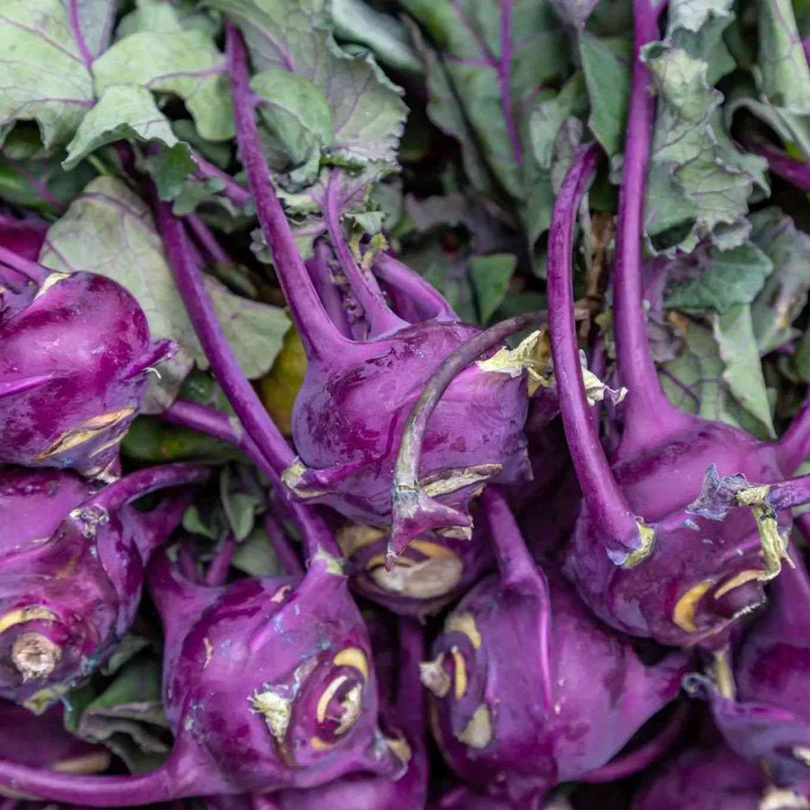 Purple Vienna Kohlrabi featured in the Kohlrabi Seeds collection.