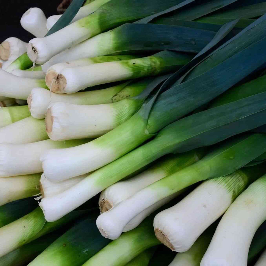American Flag Leek featured in the Leek Seeds collection.