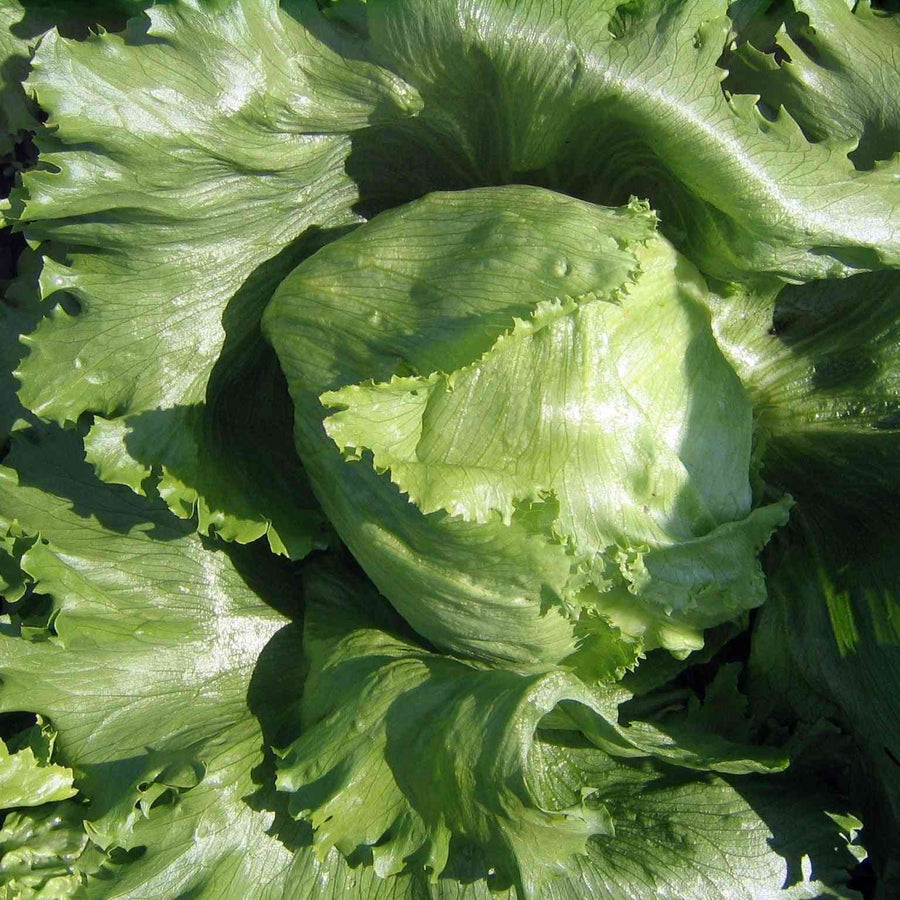 Crisphead Iceberg lettuce representing the Crisphead Lettuce Seeds collection.