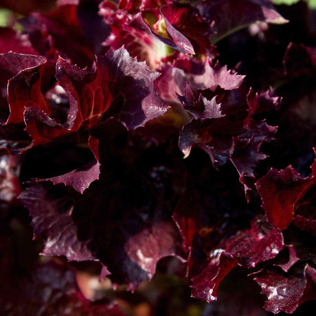 Ruby Red looseleaf lettuce representing the Looseleaf Lettuce Seeds collection.