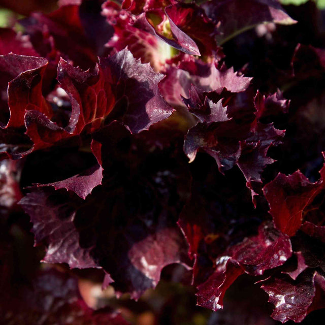Ruby Red looseleaf lettuce representing the Looseleaf Lettuce Seeds collection.