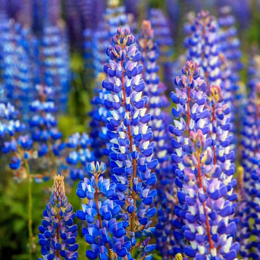 Lupine Blue 3 Flowers featured in the Lupinus Seeds for Cottage and Pollinator Gardens collection.