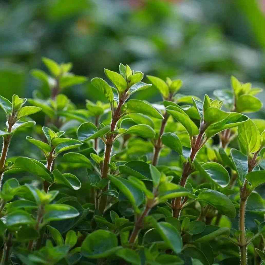 Sweet Marjoram featured in the Marjoram Seeds for Culinary and Herb Gardens collection.