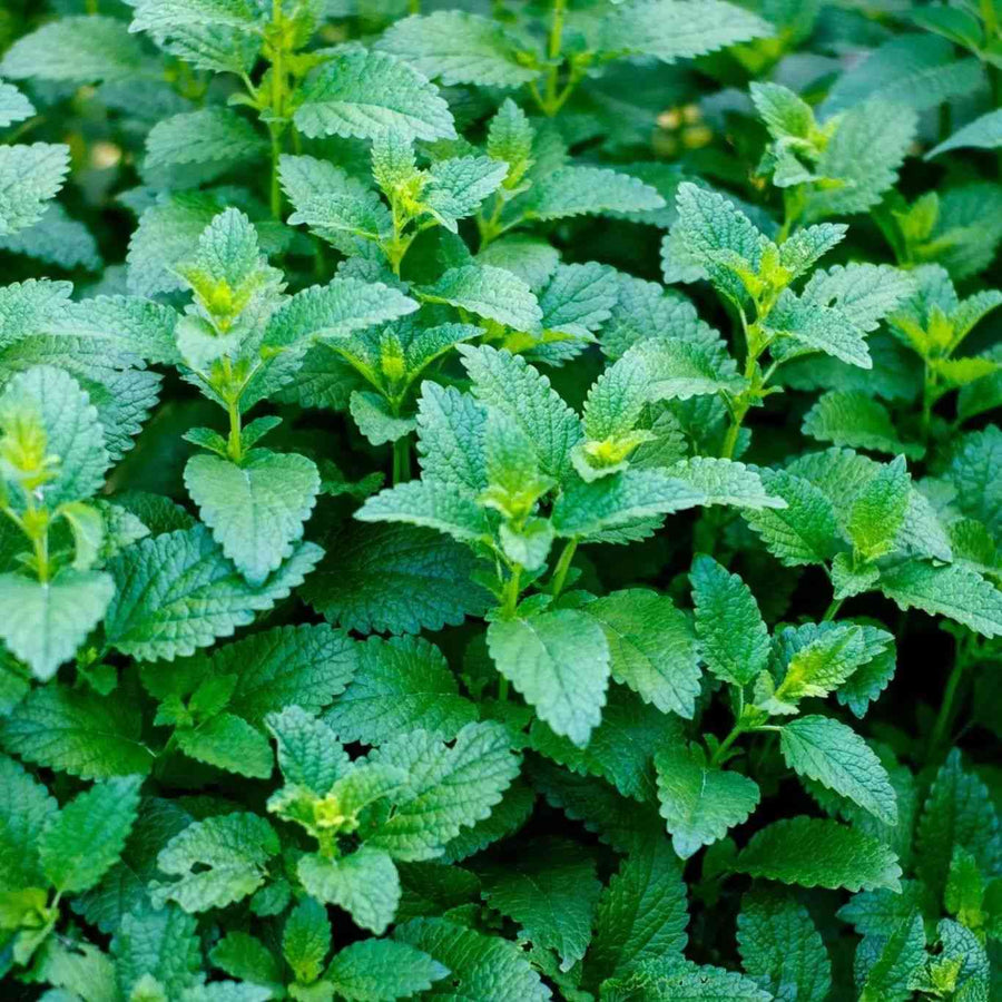 Lemon Balm Mint featured in the Lemon Balm Seeds for Herbal Gardens and Pollinators collection.