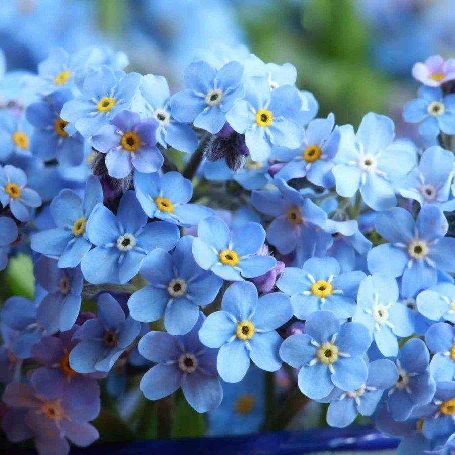 Forget Me Not Compindi Myosotis featured in the Myosotis Seeds collection.