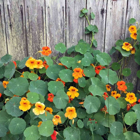 Jewel Mixed Colors 3 Flowers Nasturtium featured in the Nasturtium Seeds for Edible Flowers collection.
