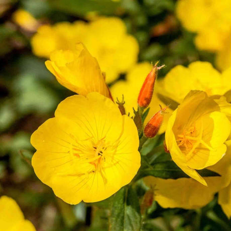 Evening Primrose Oenothera featured in the Oenothera Seeds for Evening Gardens and Pollinators collection.