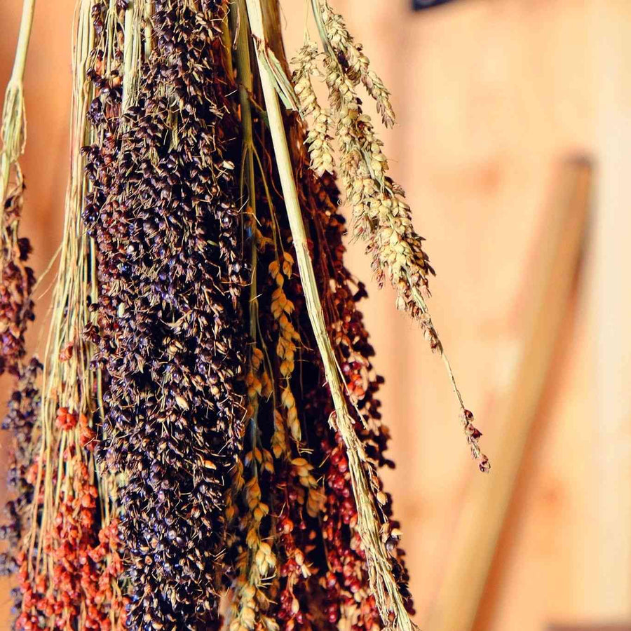 Multicolored Broom ornamental corn representing the Ornamental Corn Seeds collection.