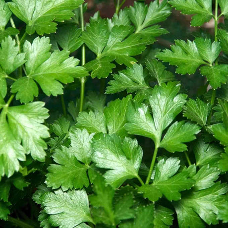 Italian Flat Parsley featured in the Parsley Seeds for Culinary Gardens collection.