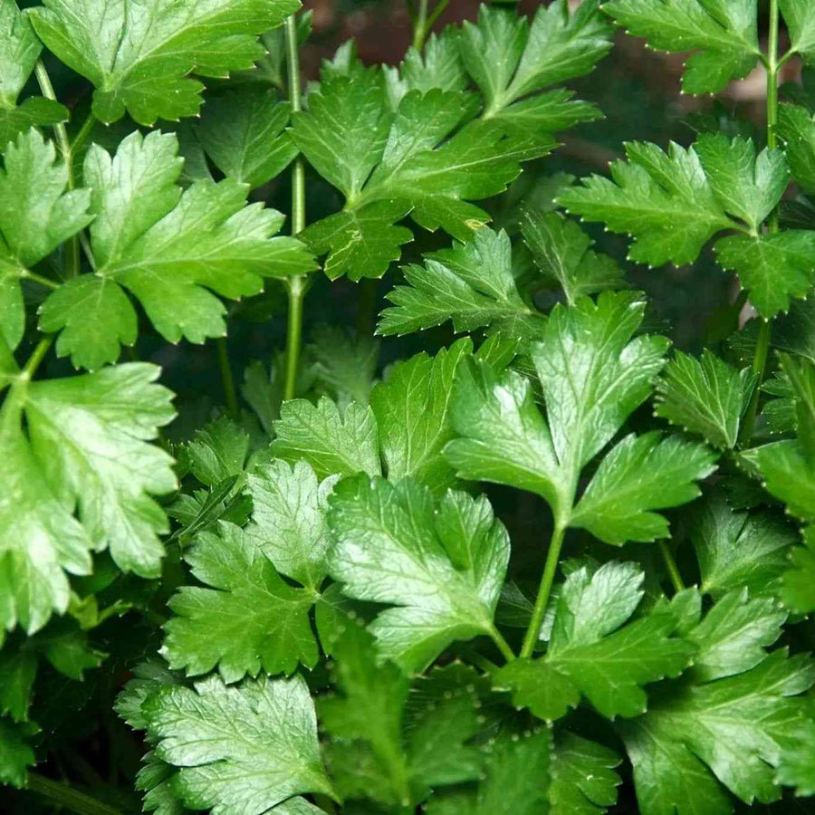Italian Flat Parsley featured in the Parsley Seeds for Culinary Gardens collection.