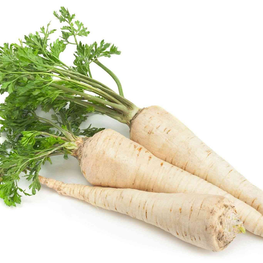 Harris Model Parsnip featured in the Parsnip Seeds collection.