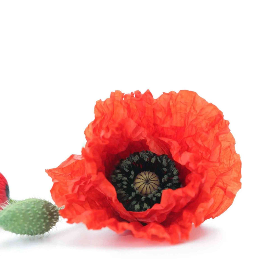 Flanders American Legion Poppy featured in the Poppy Seeds for Gardens and Cut Flowers collection.