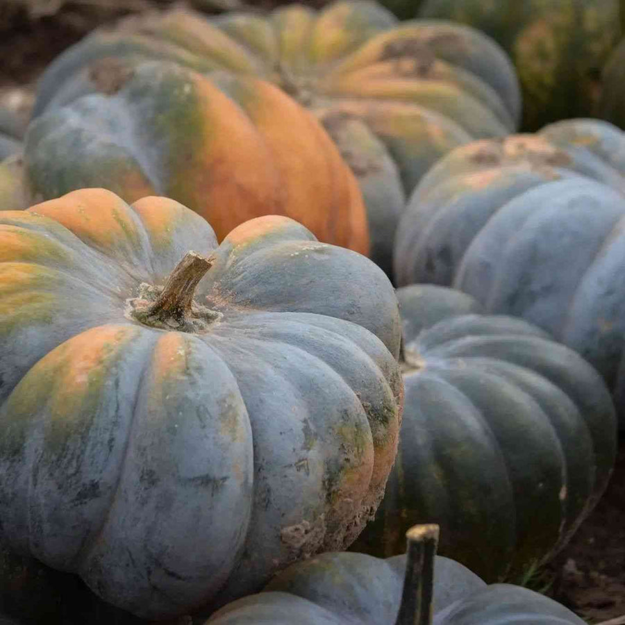 Jarrahdale 1 Vegetables Pumpkin featured in the Pumpkin Seeds collection.