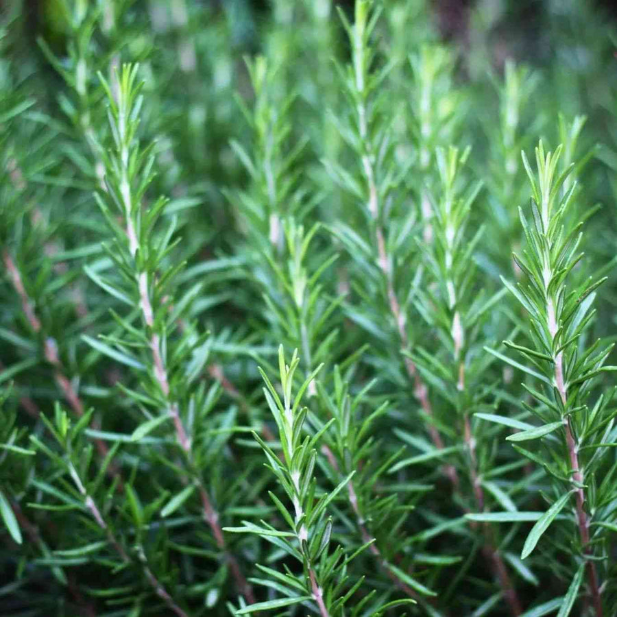 Rosemary representing the Rosemary Seeds for Culinary Gardens collection.