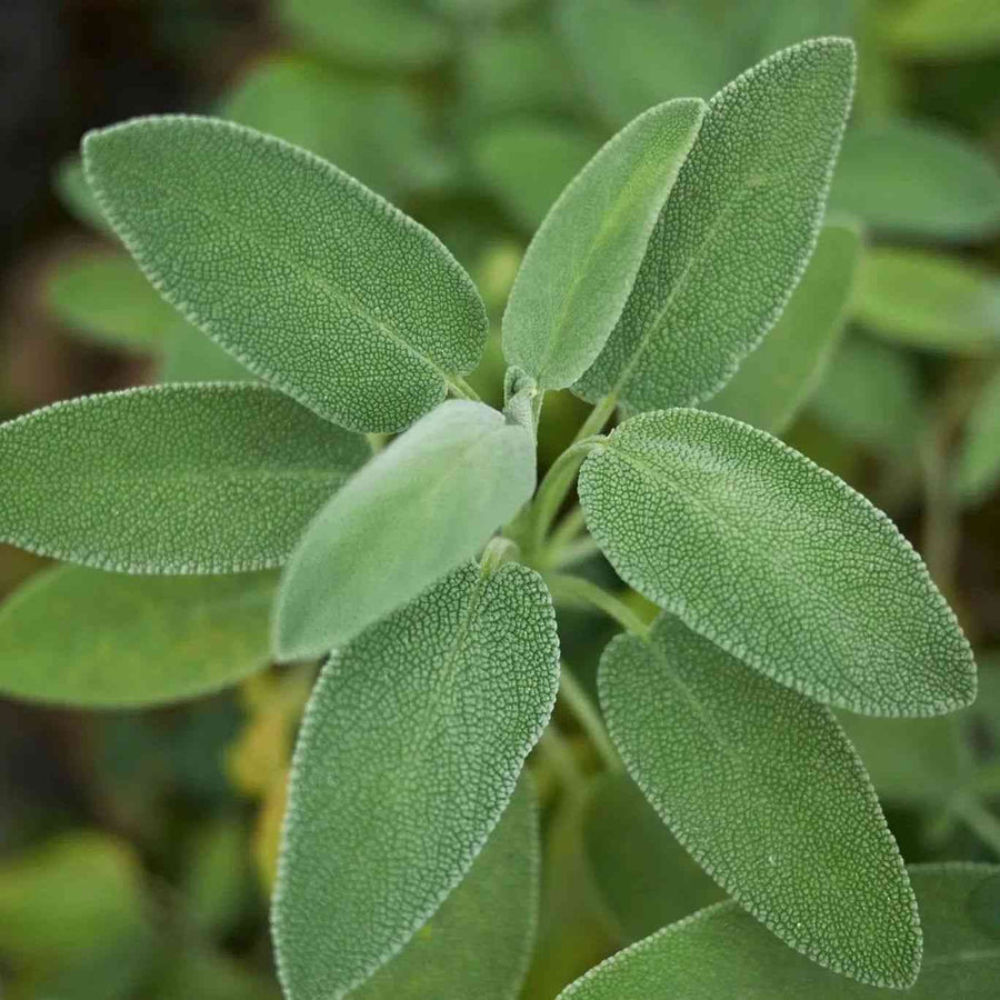 Broadleaf Sage Organic featured in the Sage Seeds for Culinary Gardens collection.