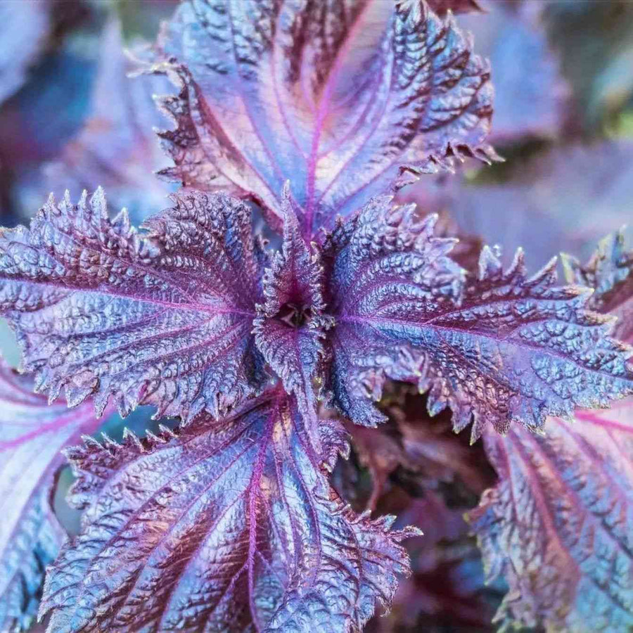 Murasakino Shiso featured in the Shiso Seeds for Culinary Gardens collection.
