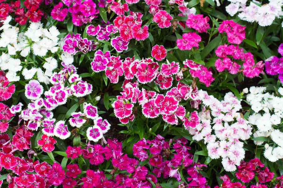 Assorted dianthus featured in the Dianthus Flower Seeds collection.