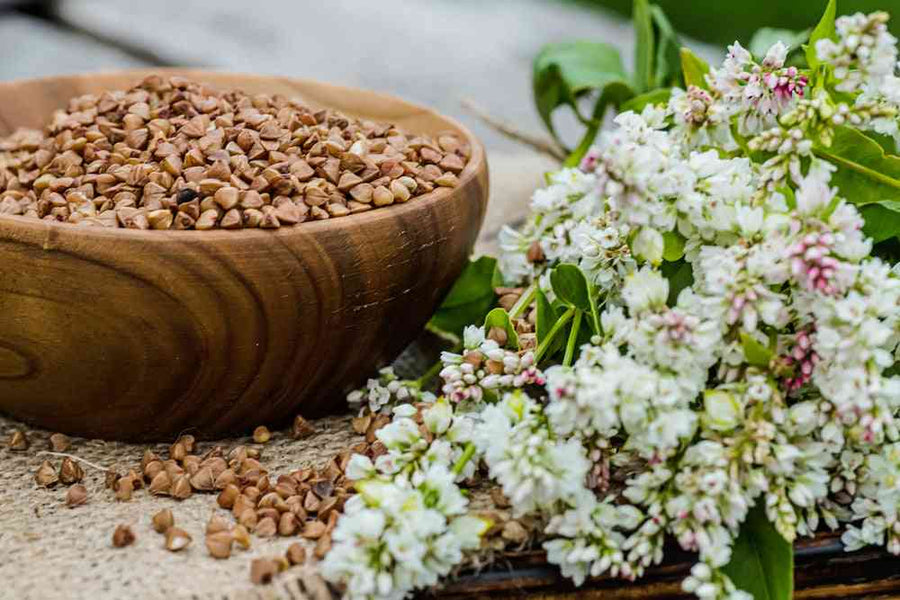 Japanese buckwheat representing the Buckwheat Seeds collection.